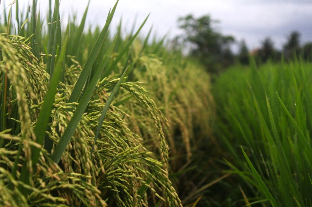 Close dos cultivos de arroz