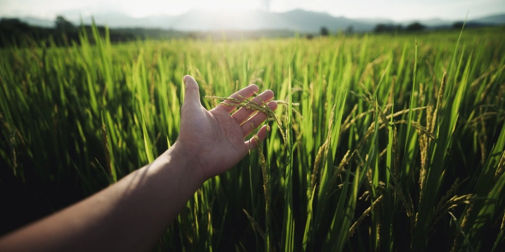 Mãos tocando os grãos de arroz no campo