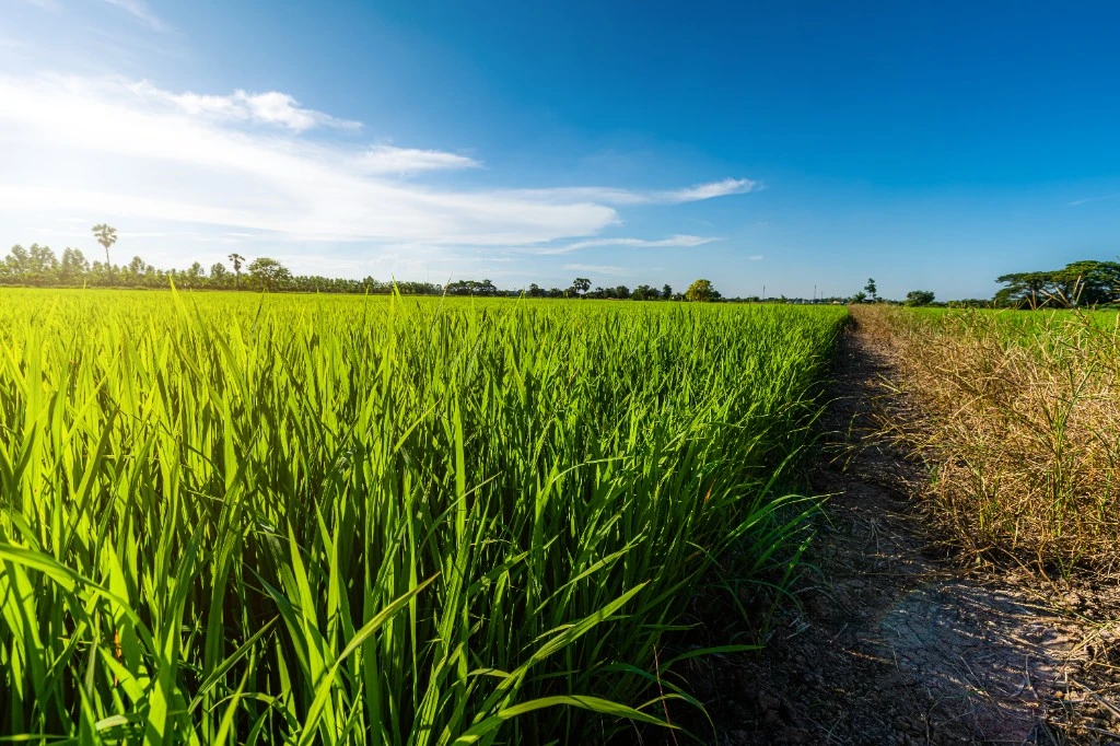 Vista do campo de cultivo de arroz